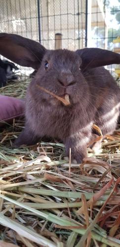 A Better Life Animal Sanctuary FarmStay Private Two Bedrooms Lounge Room & Bathroom & Toilet Shared Kitchen - Tourism Gold Coast 5