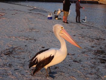 Selene Holiday Apartment AtWest Beach - Tourism Gold Coast 6