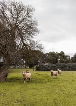 Davidsons Cottage - Gold Coast 1