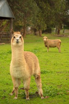 Davidsons Cottage - Gold Coast 2