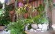 Clifton Sands Holiday Apartments - thumb 1