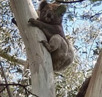 Wilsons Promontory Motel - Tourism Gold Coast