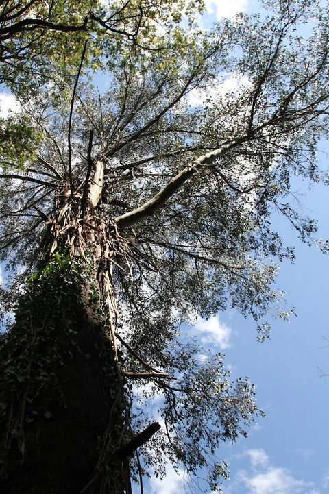 Gatehouse Cottage At Merrow Cottages - Mt Dandenong - Tourism Gold Coast 4