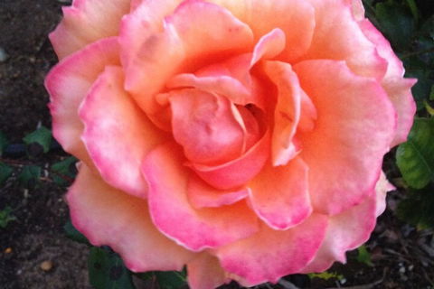 Augusta Escape Holiday Units - Tourism Gold Coast 1