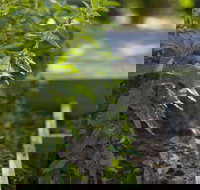 Grampians Eco YHA - Hostel - Tourism Gold Coast