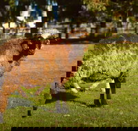 Enderslie House Bed  Breakfast - Tourism Gold Coast