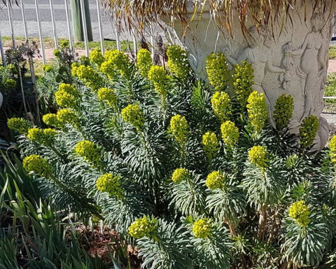 Golden Age Motor Inn Queanbeyan - Gold Coast 2