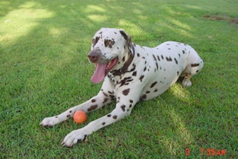 Tropical Coast Retreat - Tourism Gold Coast 3