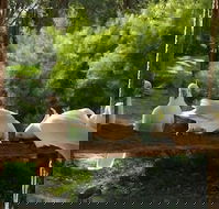 The Burrow At Wombat Bend - Tourism Gold Coast