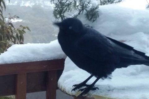 Aneeki Ski Lodge - Gold Coast 2