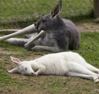 A Twist of Willow - Tourism Gold Coast