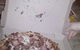 Domino's Pizza Kempsey - thumb 0