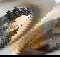 The Magpie Cafe - Tourism Gold Coast