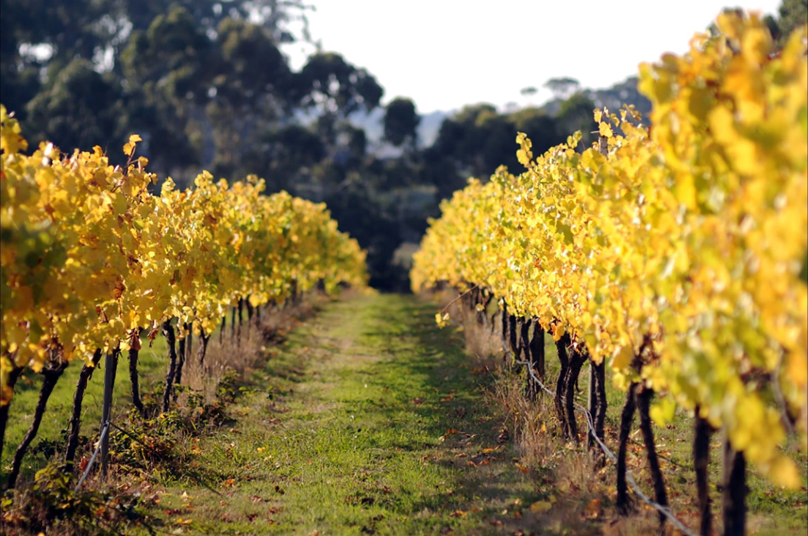 Irrewarra VIC Tourism Gold Coast