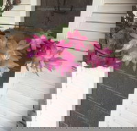 Tingha Sports  Recreation Club - Tourism Gold Coast