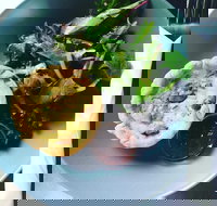 Park Bench Espresso Bar - Tourism Gold Coast