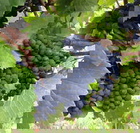 Marcus Hill Vineyard - Tourism Gold Coast