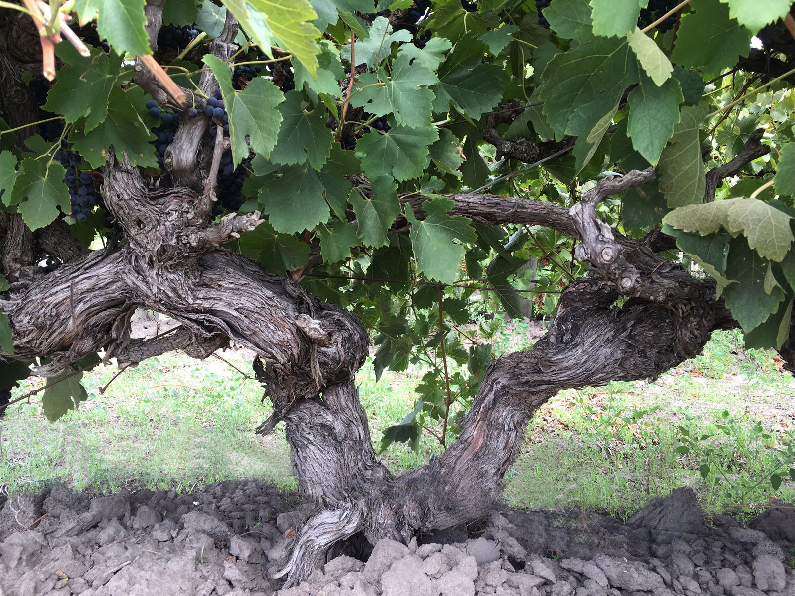 Tatachilla SA Tourism Gold Coast