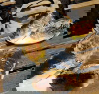 Perso - Tourism Gold Coast