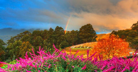 Hartzview Vineyard Heritage Pickers Hut Village - Tourism Gold Coast 2