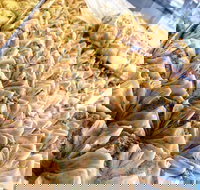 Hawat Pastry - Tourism Gold Coast