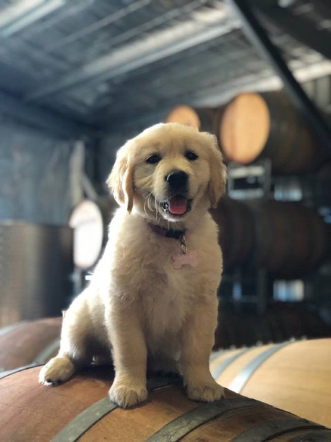 Macquariedale Organic Wines - Tourism Gold Coast 1