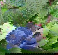 Tuckerberry Hill - Tourism Gold Coast