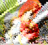 Wildernis Cafe and Bar - Tourism Gold Coast