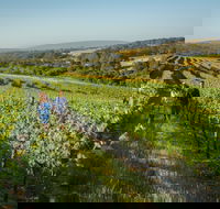 Wills Domain - Tourism Gold Coast