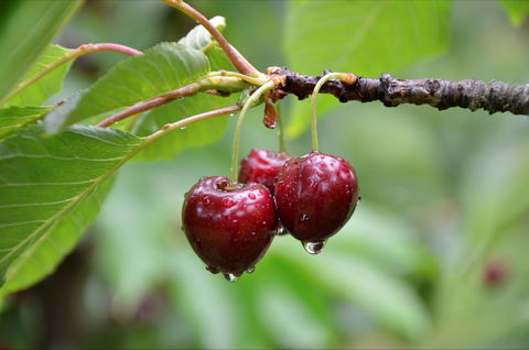 Red Hill Cherry Farm - Tourism Gold Coast 0