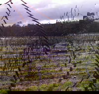 Darlington Vineyard - Tourism Gold Coast