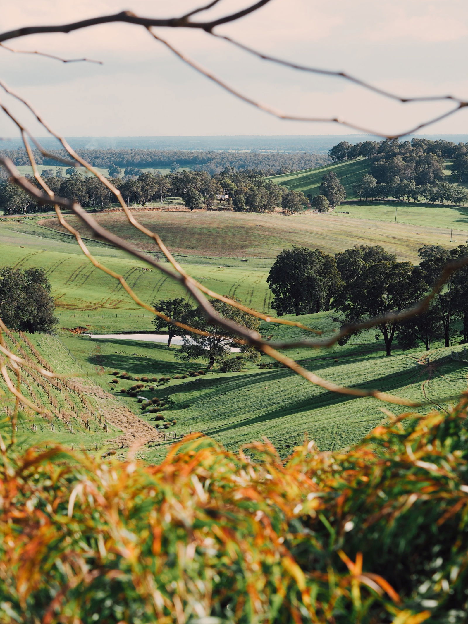 Wellington Forest WA Tourism Gold Coast