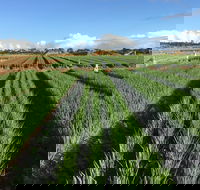 Hawkes Farm - Tourism Gold Coast