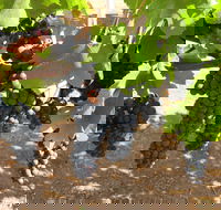 Waybourne Winery - Tourism Gold Coast