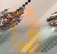 Where Ya Bean - Tourism Gold Coast