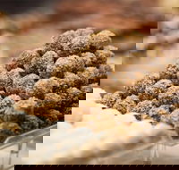 Mayfield Chocolates - Spring Hill - Tourism Gold Coast