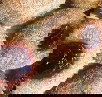 Alphabet Cafe - Tourism Gold Coast