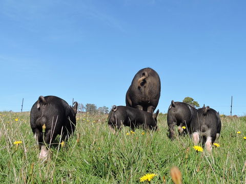 Fork It Farm - Tourism Gold Coast 1