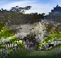 Mount Majura Vineyard - Tourism Gold Coast