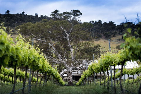 Mount Majura Vineyard - Tourism Gold Coast 0
