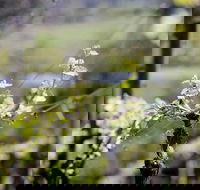 Barrgowan Vineyard - Tourism Gold Coast