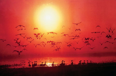 Four Birds - Tourism Gold Coast 0