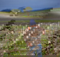 Kurtz Family Vineyards - Tourism Gold Coast