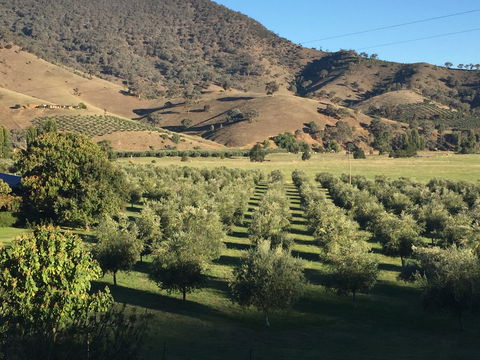 The Pressing Shed Cafe & Restaurant At Nullamunjie Olive Groves - Tourism Gold Coast 2