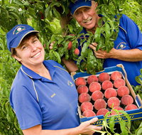 Willayoung Orchard - Tourism Gold Coast