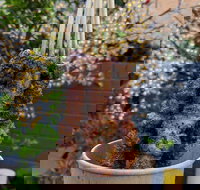 Lovin'Lamb - Tourism Gold Coast