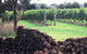 Spring Vale Vineyard - thumb 0