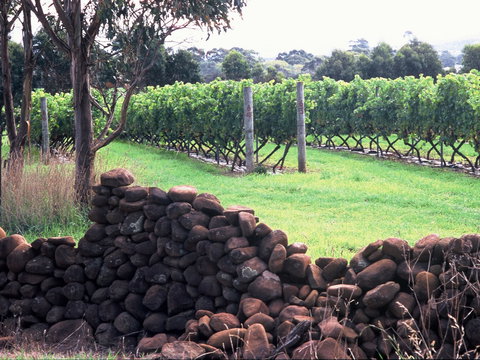 Spring Vale Vineyard - Tourism Gold Coast 0