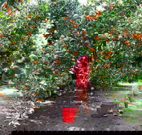 Fords Farm - Tourism Gold Coast