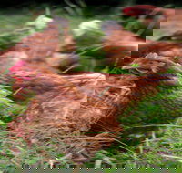 Holbrook Paddock Eggs - Tourism Gold Coast